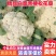 白面青梗松花菜，松散乳白色有机花菜，产地直供！包质保量