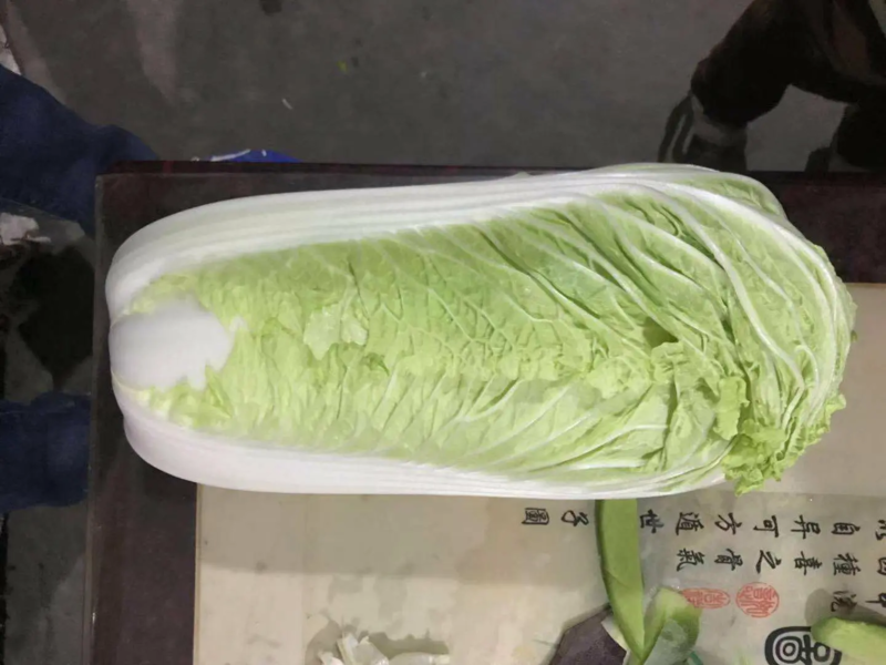 精品白菜北京三号白菜一手货源视频看货以质论价
