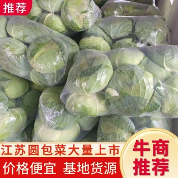 圆包菜，江苏圆包菜，产地发货，质量保证，欢迎来电咨询