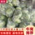 圆包菜，江苏圆包菜，产地发货，质量保证，欢迎来电咨询