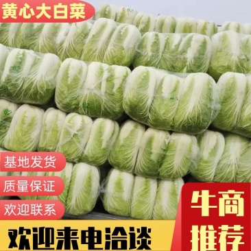 黄心白菜，江苏黄心大白菜，产地一手货源，对接大型批发商