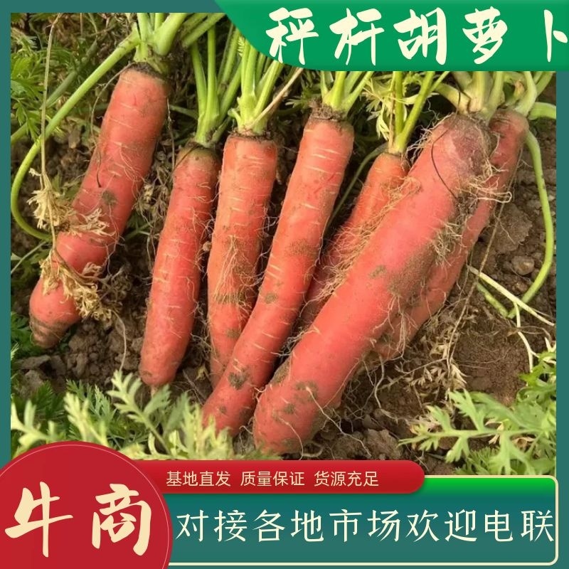 秤杆红萝卜大量上市一手货源视频看货价格可商量