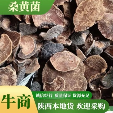 桑黄，桑黄菌，暴马丁香桑黄，种植桑黄，全国包邮，欢迎采购