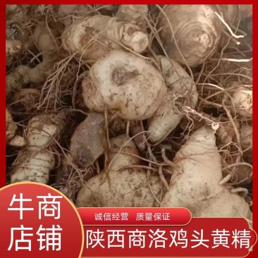 鸡头黄精，鲜货大块茎大量有货一手货源量大从优，