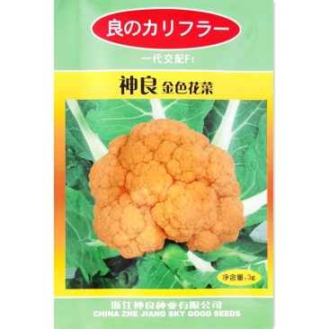 特色神良金色花菜种子春秋高产黄花椰菜种子农家基地特色蔬菜