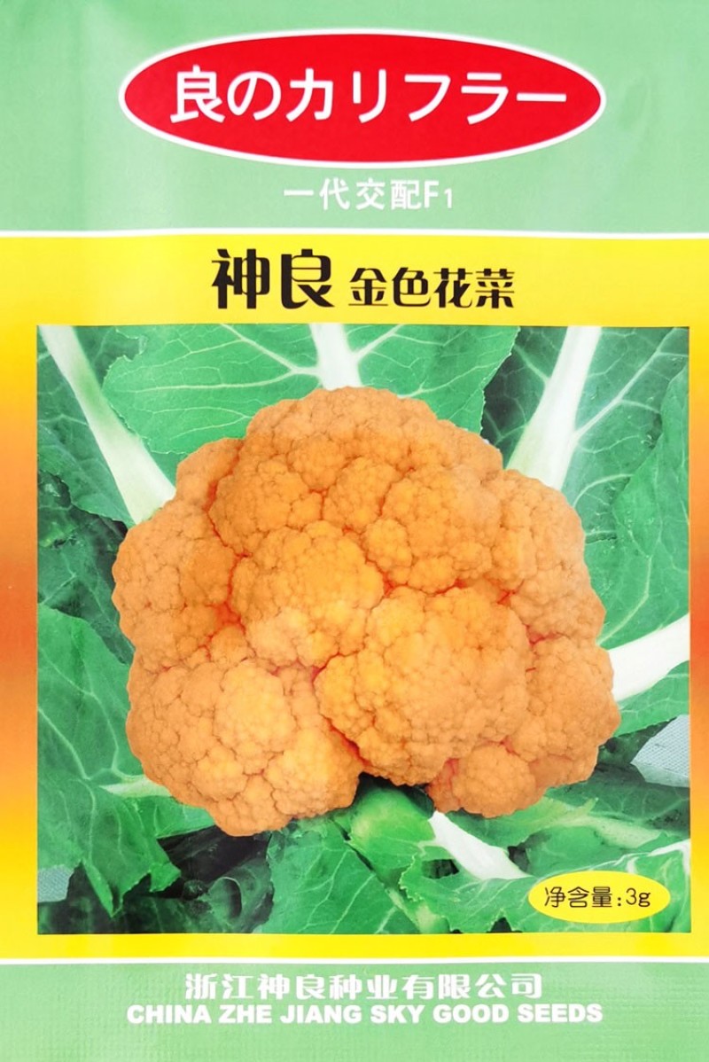 特色神良金色花菜种子春秋高产黄花椰菜种子农家基地特色蔬菜