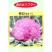 特色神良紫花1号紫色花椰菜种籽耐寒抗病高产花菜大田基地种