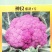 特色神良紫花1号紫色花椰菜种籽耐寒抗病高产花菜大田基地种
