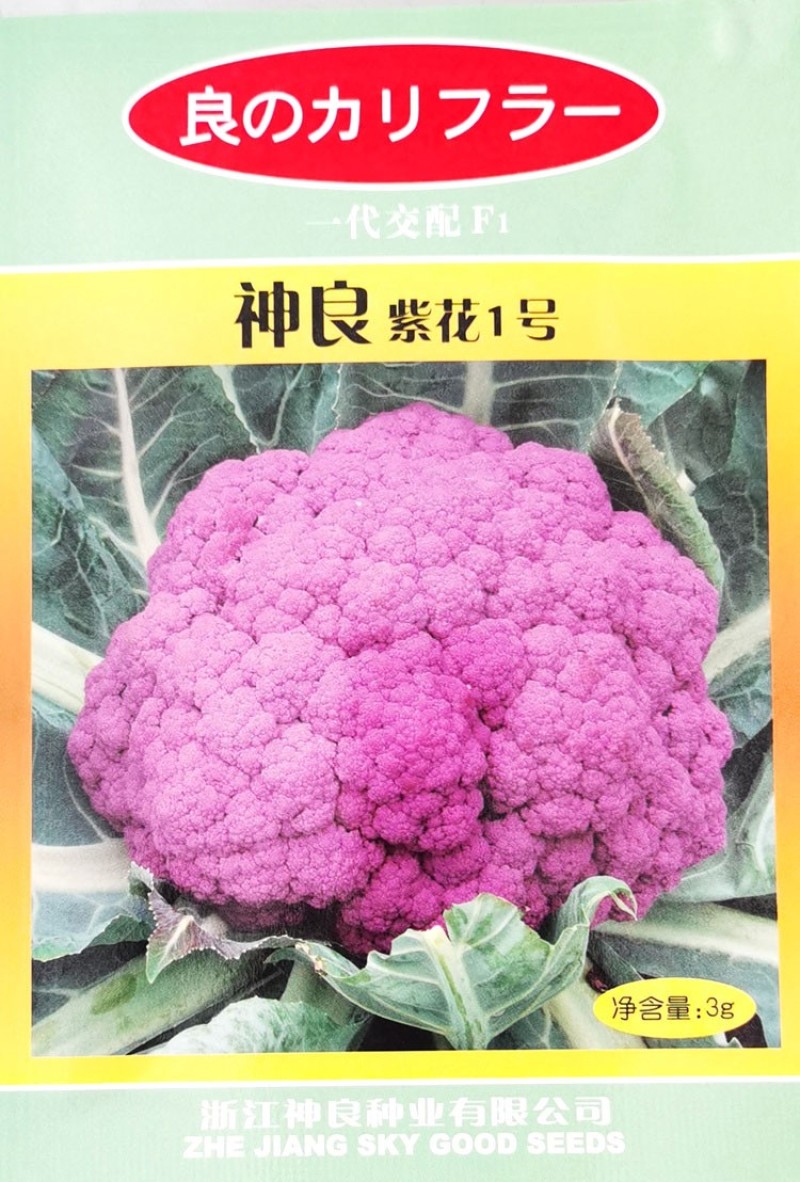 特色神良紫花1号紫色花椰菜种籽耐寒抗病高产花菜大田基地种