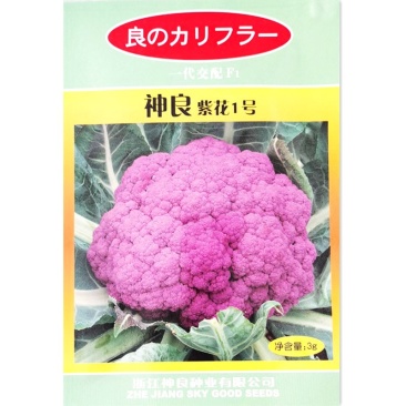 特色神良紫花1号紫色花椰菜种籽耐寒抗病高产花菜大田基地种