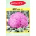 特色神良紫花1号紫色花椰菜种籽耐寒抗病高产花菜大田基地种