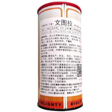 进口中早熟文图拉西芹种籽春秋四季高产浅绿芹菜种子大田基地
