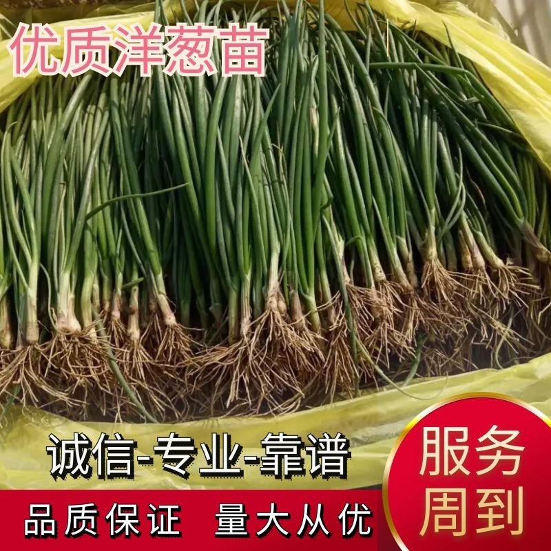 精品洋葱苗免费提供技术指导包回收对接全国市场欢迎来电合作