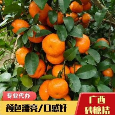 柑桔/广西砂糖桔专业代办/货源充足口感好颜色漂亮/产地值发