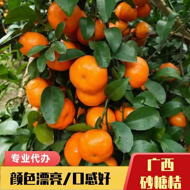 柑桔/广西砂糖桔专业代办/货源充足口感好颜色漂亮/产地值发