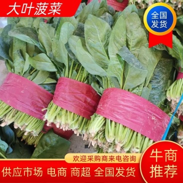 【好货】菠菜金乡大叶菠菜供应市场电商商超欢迎咨询