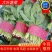 【好货】菠菜金乡大叶菠菜供应市场电商商超欢迎咨询