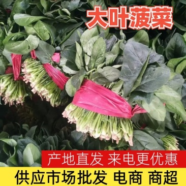 【菠菜】金乡大叶菠菜大量上市价格便宜代发全国