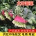 【菠菜】金乡大叶菠菜大量上市价格便宜代发全国