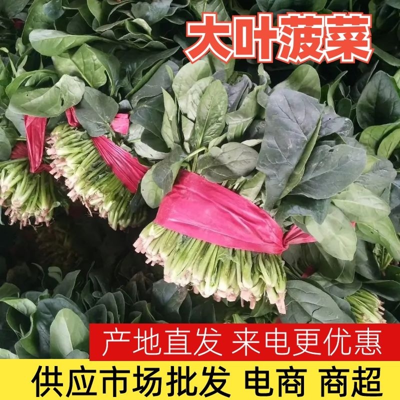 【菠菜】金乡大叶菠菜大量上市价格便宜代发全国