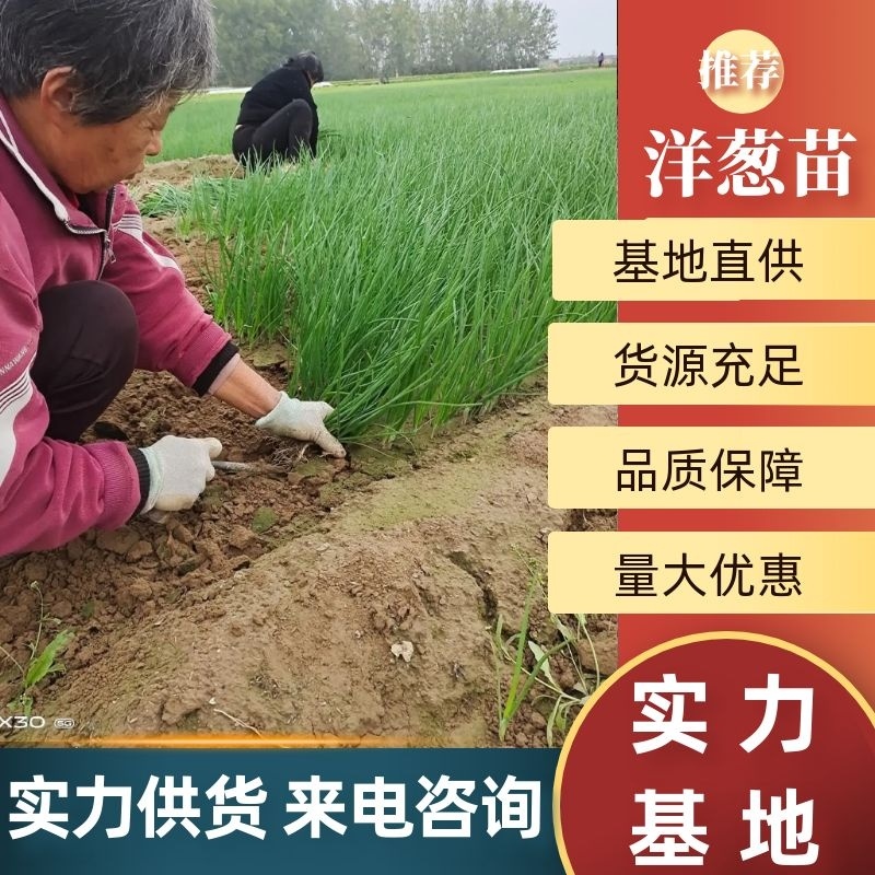 洋葱苗洋葱种苗基地直发大量上市，可视频看货