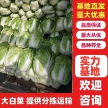 【精品】河南白菜大白菜基地大量上市欢迎咨询，欢迎新老