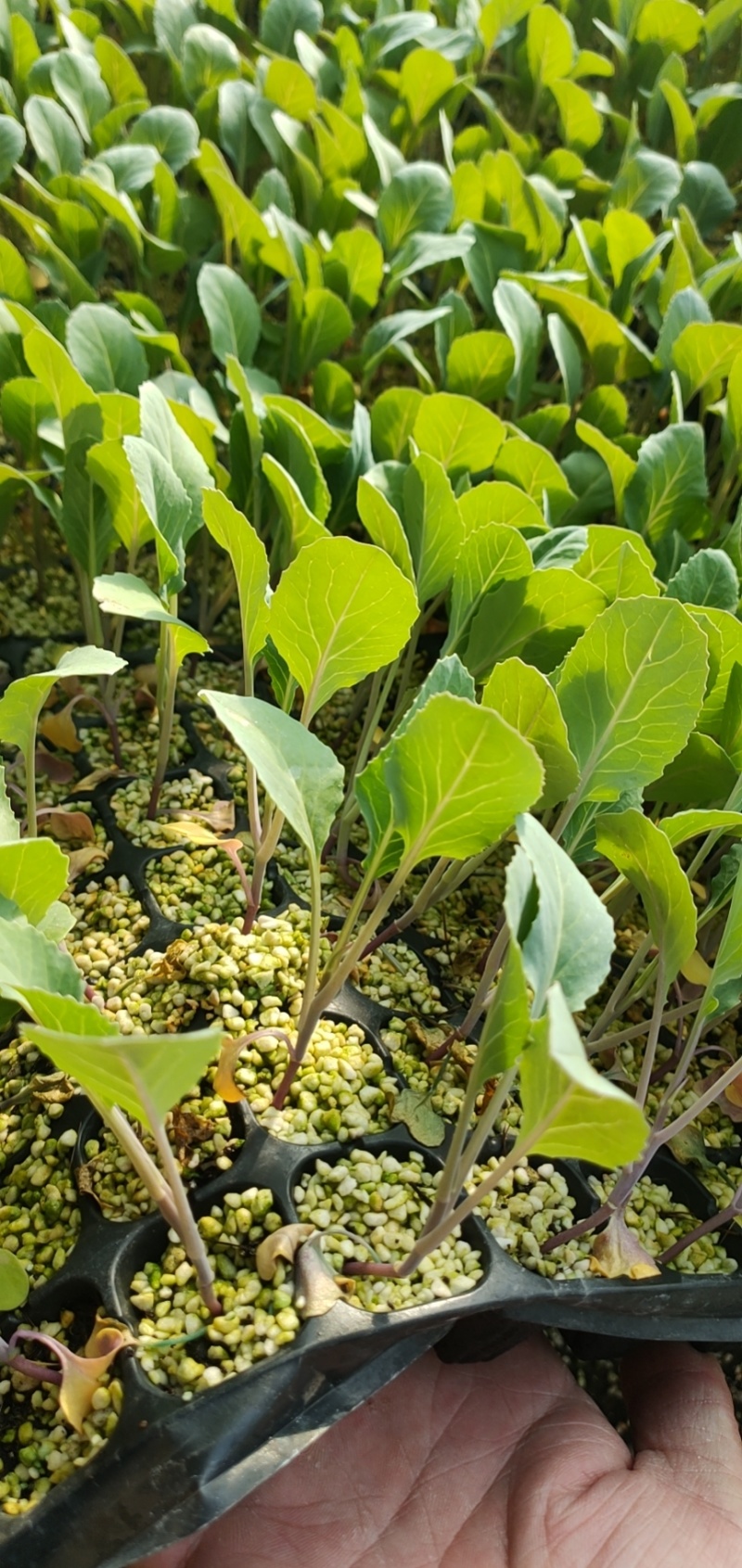 【有机菜花苗】苗圃直发大量有货质量保证欢迎采购