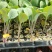 【有机菜花苗】苗圃直发大量有货质量保证欢迎采购