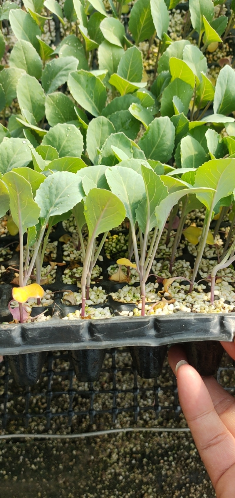【有机菜花苗】苗圃直发大量有货质量保证欢迎采购