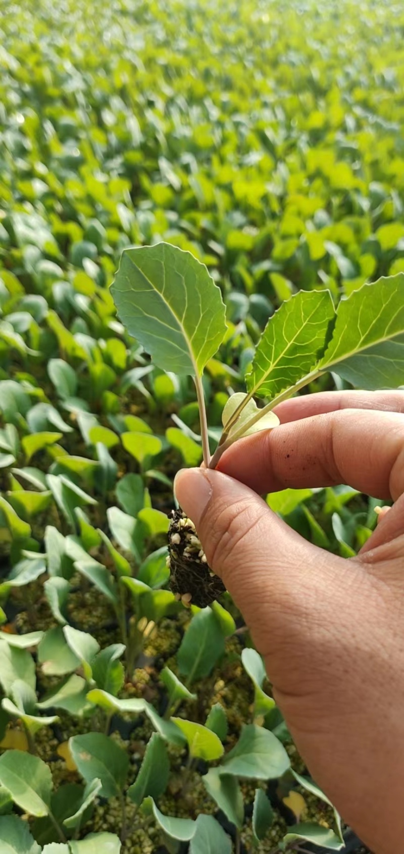 【有机菜花苗】苗圃直发大量有货质量保证欢迎采购