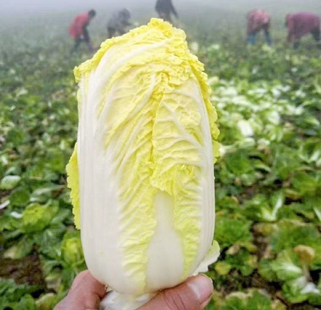 高清微距拍摄:上汤娃娃菜成品图。画面主体为3棵完整娃娃菜心(直径约4cm),菜叶呈嫩黄至浅绿渐变,叶脉清晰可见;汤体清澈透亮呈琥珀色,无油花无浑浊;点缀物为4颗饱满红枸杞与3根约2mm宽×1.5cm长的金华火腿细丝,整体呈现粤式清鲜美学风格 上汤娃娃菜特写:晶莹剔透的浅黄色娃娃菜心浸润在琥珀色清亮高汤中,菜叶舒展完整,表面泛着温润光泽,汤面浮着几粒枸杞和细嫩火腿丝