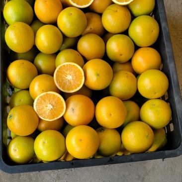 湖南冰糖橙，味甜大量上市，支持市场电商采购