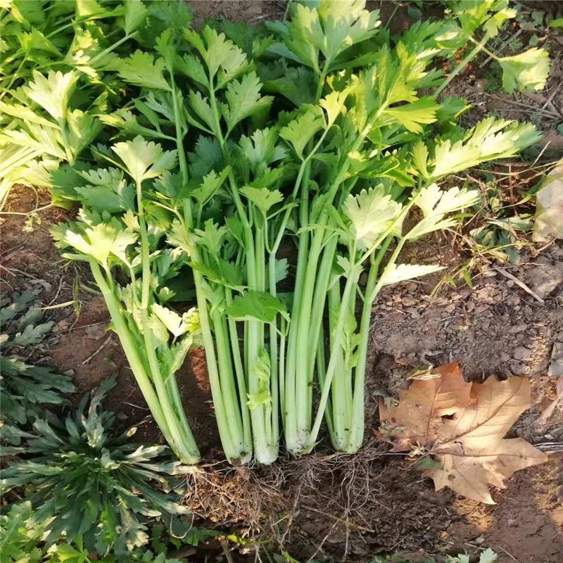 宏程四季小香芹种子双港小颗芹菜黄嫩速生香芹种子高产