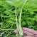 宏程四季小香芹种子双港小颗芹菜黄嫩速生香芹种子高产