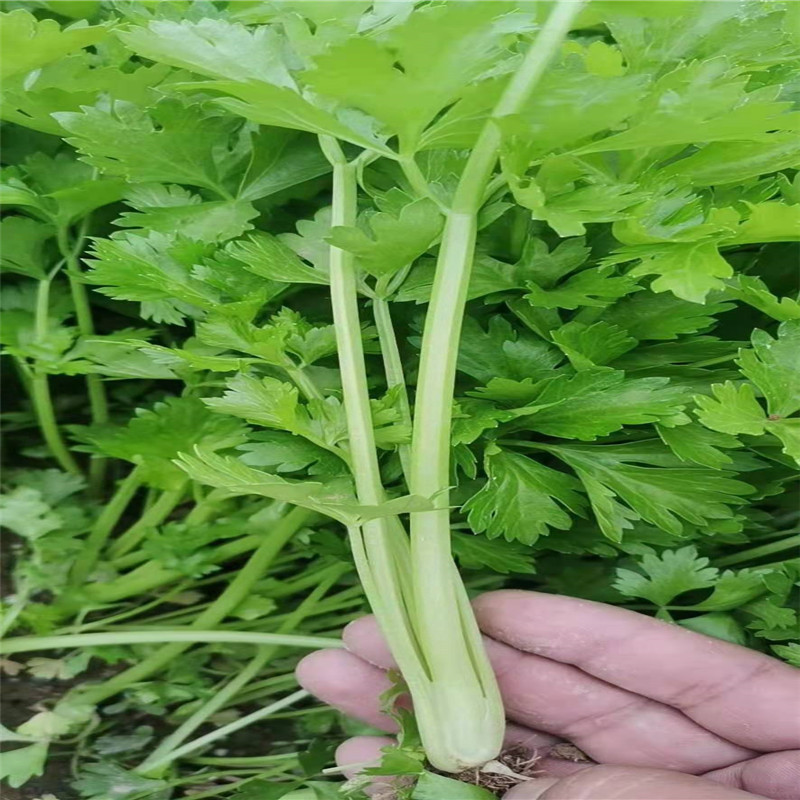 宏程四季小香芹种子双港小颗芹菜黄嫩速生香芹种子高产