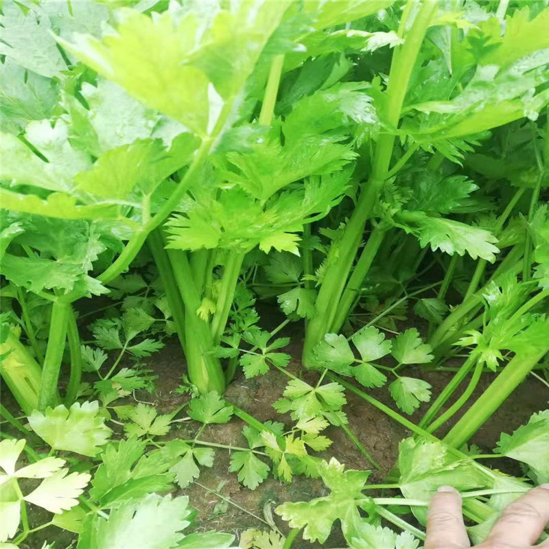 宏程四季小香芹种子双港小颗芹菜黄嫩速生香芹种子高产
