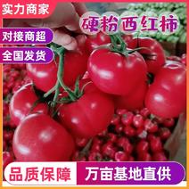江苏西红柿硬粉弧三以上精品对接批发商超价优耐储存