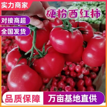 江苏西红柿硬粉弧三以上精品对接批发商超价优耐储存