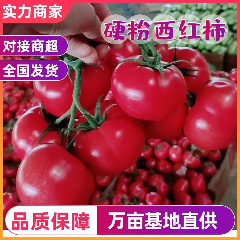 江苏西红柿硬粉弧三以上精品对接批发商超价优耐储存