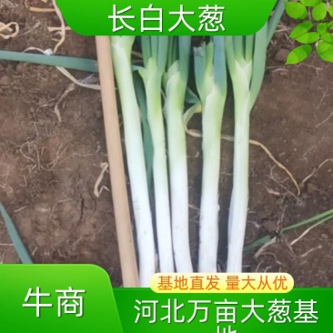大葱长白大葱，钢葱，地膜大葱净葱加工产地货源