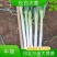 大葱长白大葱，钢葱，地膜大葱净葱加工产地货源