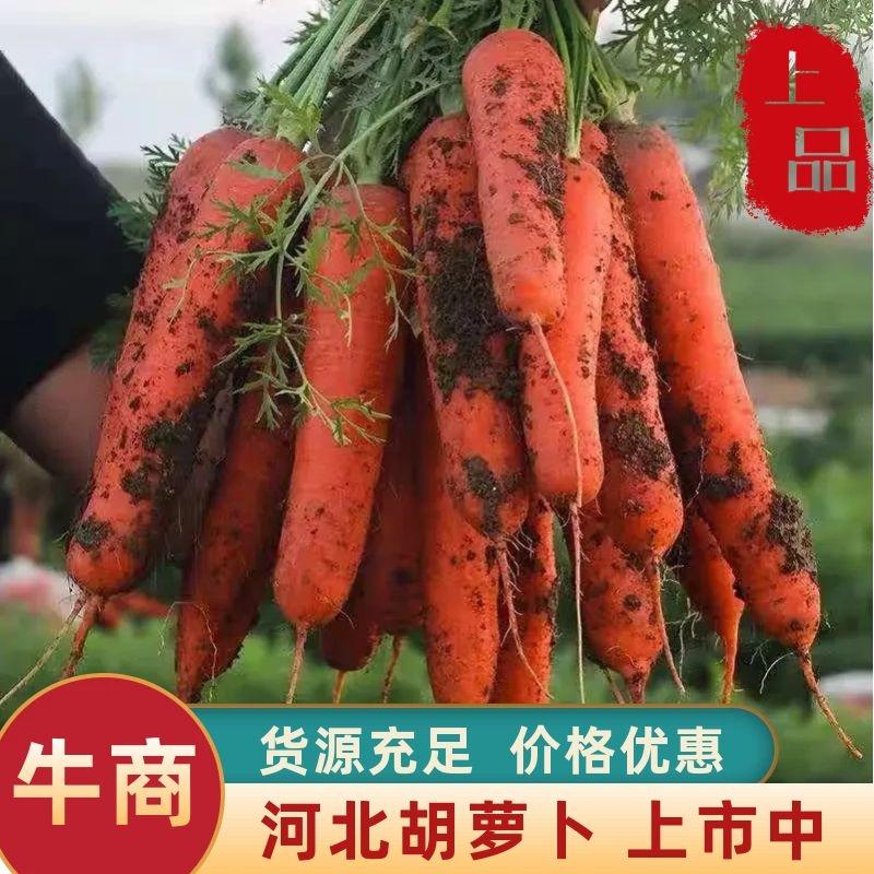 红萝卜三红胡萝卜产地货源，品质优良，对接商超/电商等