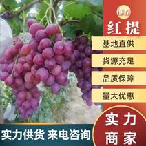 精品红提葡萄产地一手货源品质保证致电优惠
