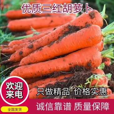 【推荐】产地直发胡萝卜三红胡萝卜质量保证欢迎咨询