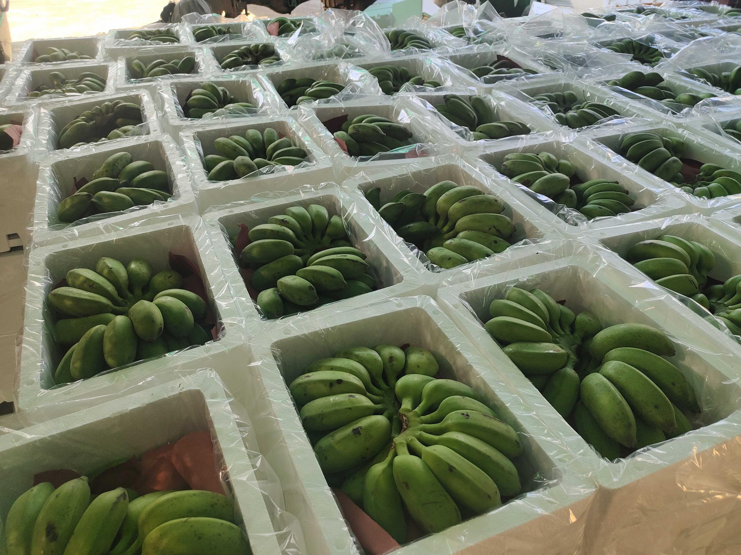 超市货架上并列陈列的黄色香蕉与浅黄带绿的小米蕉(粉蕉),标签分别标注价格:香蕉¥5.8/kg,小米蕉¥8.2/kg,背景有消费者挑选场景 中国市场常见香蕉与芭蕉零售对比图