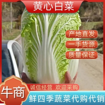大棵大白菜大量上市品质保证一手货源量大从优