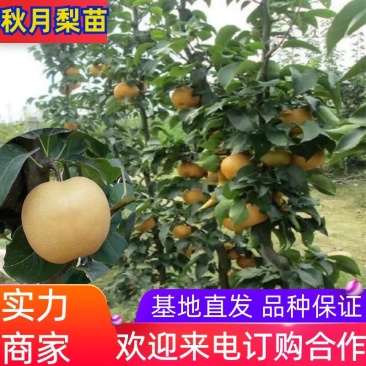秋月梨树苗，518翠玉翠冠玉露香澳红梨等等