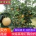 秋月梨树苗，518翠玉翠冠玉露香澳红梨等等