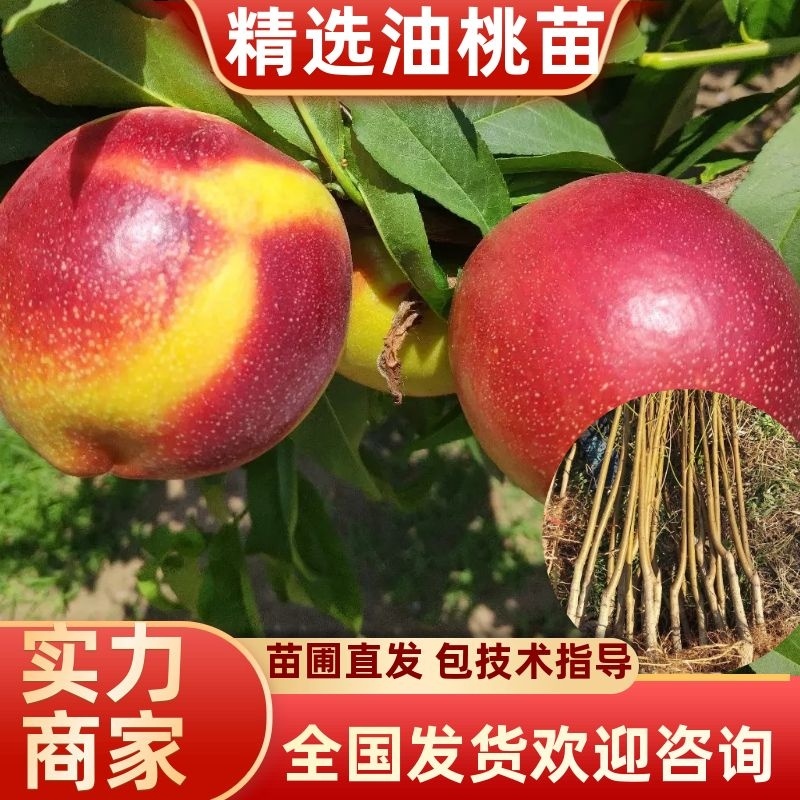 【有好货】中油27（丑香蜜）桃苗，最早熟的黄肉油桃，