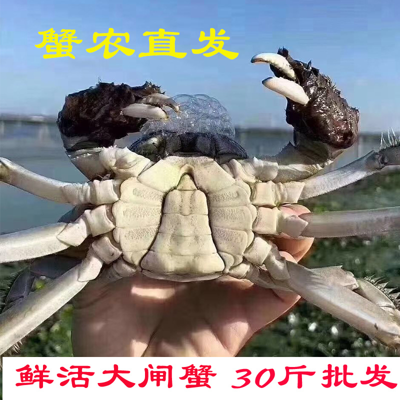 湖北洪湖清水大闸蟹青壳白底塘口直供支持混批